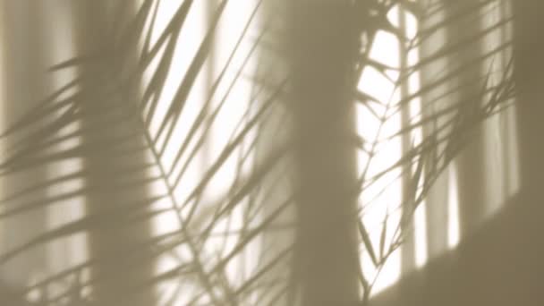 Ochtend zon die de kamer verlicht, schaduw achtergrond overlays. Transparante schaduw van tropische bladeren. Abstract grijze schaduw achtergrond van natuurlijke bladeren boomtak vallen op witte muur — Stockvideo