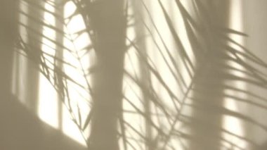 Sabah güneşi odayı aydınlatıyor, arka plan gölgeli. Tropikal yaprakların şeffaf gölgesi. Beyaz duvara düşen doğal yaprak dalının soyut gri gölge arkaplanı