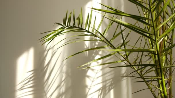 Утреннее солнце освещает комнату, накладывается тень. Прозрачная тень тропических листьев. Абстрактный тень на фоне падающей на белую стену ветки деревьев из натуральной листвы — стоковое видео