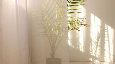 Sabah güneşi odayı aydınlatıyor, arka plan gölgeli. Tropikal yaprakların şeffaf gölgesi. Beyaz duvara düşen doğal yaprak dalının soyut gri gölge arkaplanı