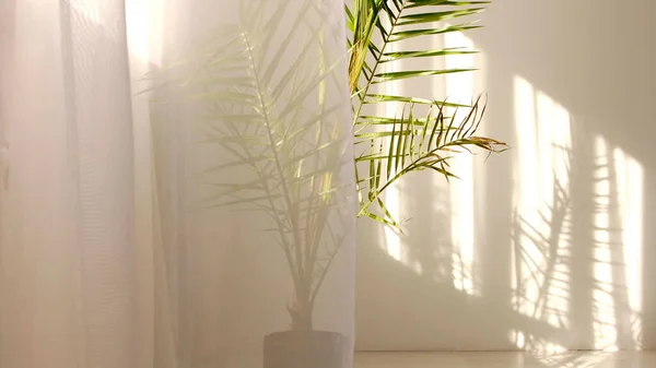 Ochtend zon die de kamer verlicht, schaduw achtergrond overlays. Transparante schaduw van tropische bladeren. Abstract grijze schaduw achtergrond van natuurlijke bladeren boomtak vallen op witte muur — Stockfoto
