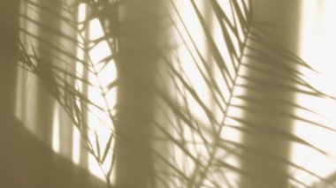 Sabah güneşi odayı aydınlatıyor, arka plan gölgeli. Tropikal yaprakların şeffaf gölgesi. Beyaz duvara düşen doğal yaprak dalının soyut gri gölge arkaplanı