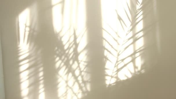 Sol de la mañana iluminando la habitación, superposiciones de fondo de sombra. Sombra transparente de hojas tropicales. Fondo de sombra gris abstracto de hojas naturales rama de árbol que cae en la pared blanca — Vídeo de stock