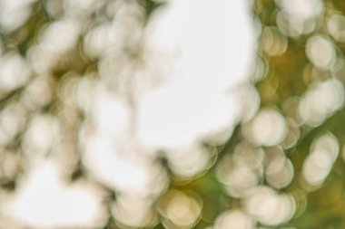 Ağaç yaprakları üzerinde parlayan ışık. Sonbahar yaprakları, yaprakların arasından ışık geçiyor.