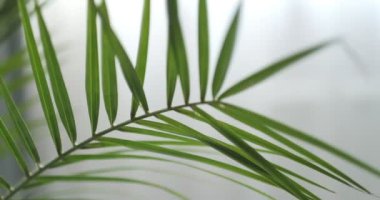 Cycas revoluta sago palmiye, kral sago, sago cycad, Japon sago palmiyesi, Cycadaceae familyasından Güney Japonya 'ya özgü bir jimnastik türü.