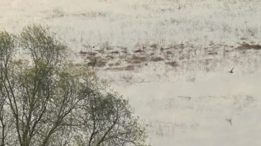 Sel basmış bir arazide gezinen bir yumurta geyiği. Geyik tek başına sel basmış bir tarlada gezinir. Şafak vakti taşan bir nehirden dolayı.