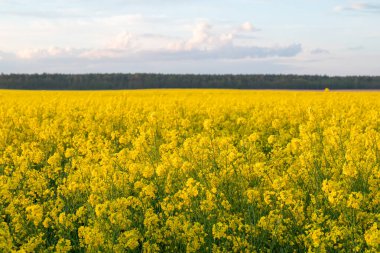 Gökyüzüne karşı tecavüz tarlası. Çiçek açan sarı kolza tohumu, bulutlu ve ormanlı mavi gökyüzünün arka planında.
