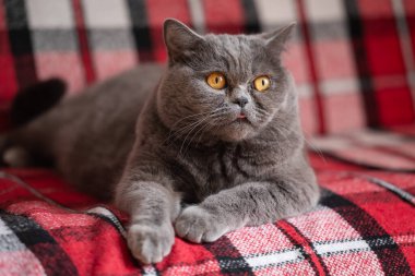 Kırmızı kareli battaniyenin üzerinde yatan tuhaf gri İngiliz kedisi. Sarı gözlü, tüylü bir kedi koltukta uzanmış merakla izliyor.