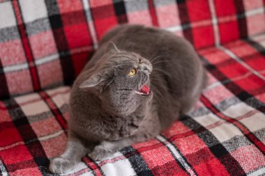 Saldırgan bir İngiliz kedisi görünmez bir rakibe tıslıyor. Kırmızı bir ekose üzerinde yatan, sarı gözlü kızgın gri bir kedi, açık bir ağızla tıslıyor.