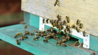 Bir arı sürüsü aktif olarak bir arı kovanının girişinde çalışıyor. Arılar arı kovanına girip çıkıyor, nektar topluyor, arı kovanının varış noktasında sürünüyorlar.