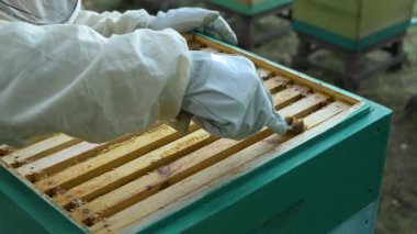 Bir arı yetiştiricisi, bir kovandaki çerçevelerden propolis toplar. Koruyucu giysili ve eldivenli bir arı yetiştiricisi arı kovanının çerçevelerinden propolis kazıyıp daha fazla kullanım için topa çevirir.