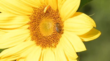 Bir arı ayçiçeği üzerinde nektar ve polen toplar. Bir arı şafak vakti çiğ ile kaplı genç bir ayçiçeğine tırmanıyor, nektar ve çiçek poleni topluyor.