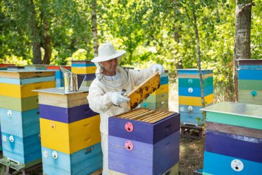 Arı yetiştiricisi kovan iskeletini dikkatlice inceler. Bir arı yetiştiricisi arıcının titiz çalışması olan arı kovanından bal kovanını dikkatlice kaldırır.