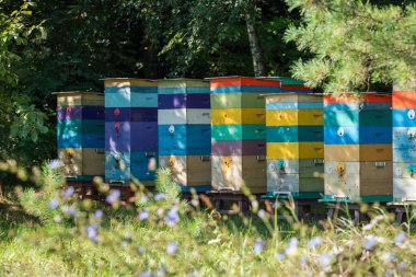 Renkli arı kovanları ormanın kenarına dizilmiş. Çok renkli arı kovanlarından oluşan uzun bir sıra bir ormanın kenarında duruyor. Arıcılığın doğal bir çevreyle barışçıl bir bütünleşmesi.