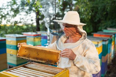 Bir arı yetiştiricisi arılarla bir arı kovanını inceliyor. Koruyucu takım elbiseli ve şapkalı bir arı yetiştiricisi arılarla kaplı bir bal peteği çerçevesi taşır. Arı kovanını düzenli olarak inceler.
