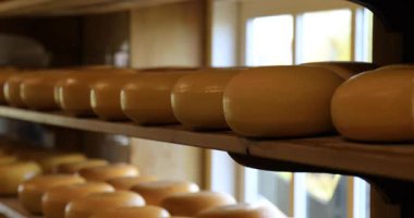 Shelves with many dutch cheese in Holland