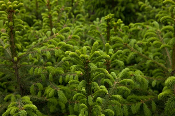 Young Spruce Seedlings Greenhouse Close — Stock Photo, Image