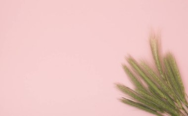 Pembe bir arka plan üzerinde yeşil sivri grubudur. Instagram kavramı.