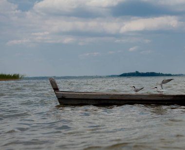 Bir gölde - bir tekne içinde oturan ve teknede ayakta su adlı iki martı.