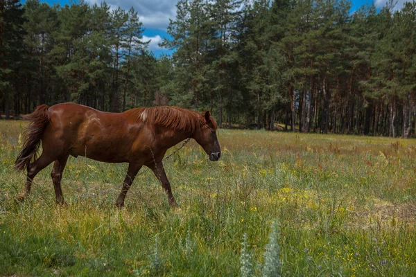 Bir at bir orman glade içinde. Yaz parlak fotoğraf. Köyün doğası.