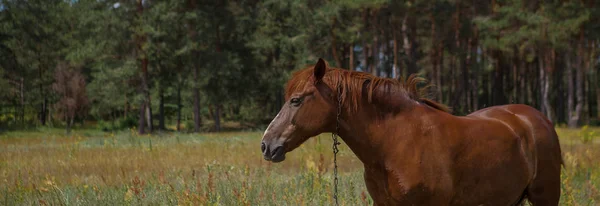 棕色马 关闭夏天在森林里 — 图库照片