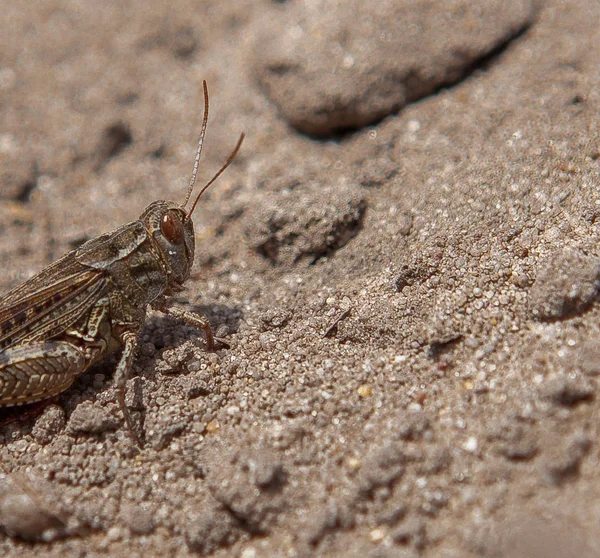 Close-up portrait of grey Woodland Grasshopper on ground. This grasshopper is present in most of Europe, in eastern Palearctic ecozone, in North Africa and in the Near East.