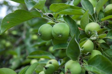 Bir daldaki yeşil elmalar hasat edilmeye hazır, açık havada, seçici bir odak.