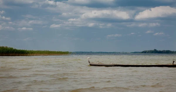 Τρεις Γλάροι Λίμνη Πάνω Στο Νερό Κάθεται Μια Βάρκα Και — Φωτογραφία Αρχείου
