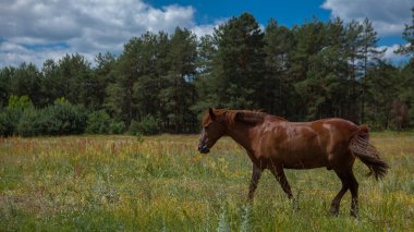 Bir at bir orman glade içinde. Yaz parlak fotoğraf. Köyün doğası.
