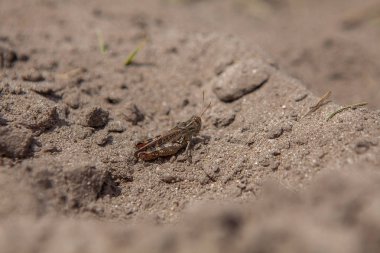 Gri Woodland çekirge yere yakın çekim portre. Avrupa'nın büyük, Doğu Palearktik bölge, Kuzey Afrika ve Ortadoğu bu çekirge mevcuttur.