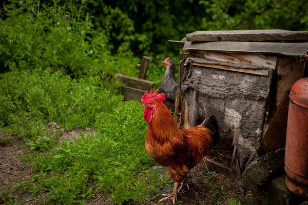 Beautiful color cock near the dog house. Village concept.