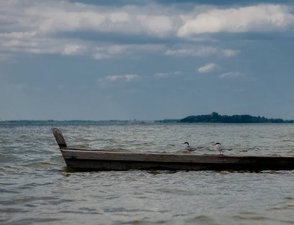 Δυο Γλάροι Στη Λίμνη Πάνω Στο Νερό Κάθεται Μια Βάρκα — Φωτογραφία Αρχείου