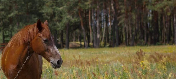 棕色马 关闭夏天在森林里 — 图库照片