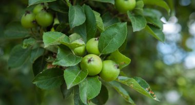 Yeşil elma ağacı üzerinde closeup. Dal yeşil elma hasat edilebilir, açık havada, seçici odak hazır.