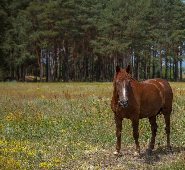 Cheval Dans Une Clairière Une Photo Été Brillante Nature Village — Photo