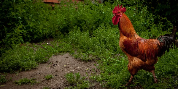 Galo Marrom Está Andando Através Grama Verde Criação Aves Capoeira — Fotografia de Stock