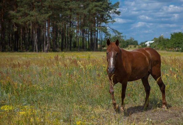 一匹马在森林空地 灿烂的夏日写真 村里的性质 — 图库照片