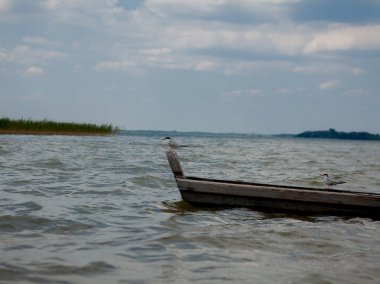 Bir gölde - bir tekne içinde oturan ve teknede ayakta su adlı iki martı.