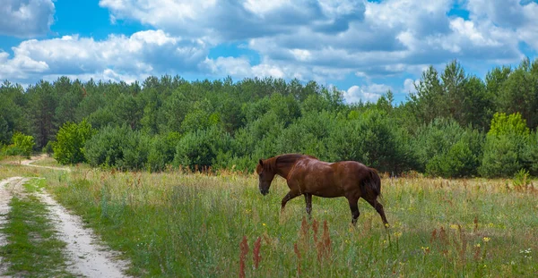 一匹马在森林空地 灿烂的夏日写真 村里的性质 — 图库照片
