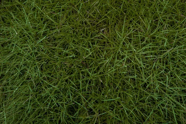 緑の草の背景 フィールドの緑の草テクスチャ緑の草テクスチャ — ストック写真