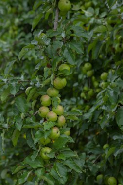 Elma bahçesi. Şube ile elma. Elma ile bol şube.