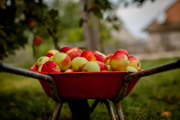 Wheelbarrow with apples, autumn concept. Apples in a wheelbarrow — Stock Photo, Image