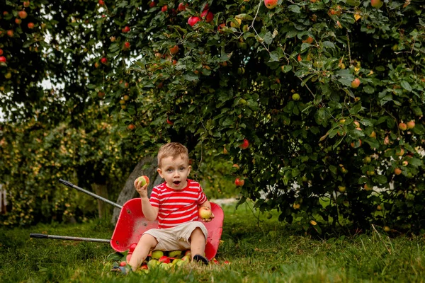 Kind appels plukken op een boerderij. Jongetje spelen in boom appelboomgaard. Kid vruchten plukken en zet ze in een kruiwagen. Baby gezond fruit eten bij de val oogst. Buiten plezier voor kinderen — Stockfoto