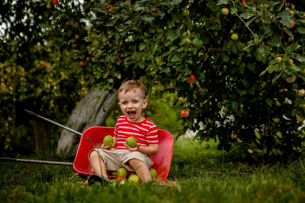 Ein Kind pflückt Äpfel auf einem Bauernhof. Kleiner Junge beim Spielen im Apfelbaumgarten. Kinder pflücken Früchte und legen sie in eine Schubkarre. Baby isst gesunde Früchte bei der Herbsternte. Outdoor-Spaß für Kinder — Stockfoto