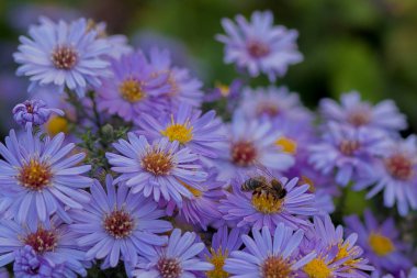 Küçük mor papatyalar, Erigeron. Bahçe çiçekleri doğal yaz arkaplanı. Bir çiçekte arı nektarı toplar..