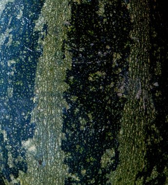 Karpuz, arka plan, doku çizgili kabuk.