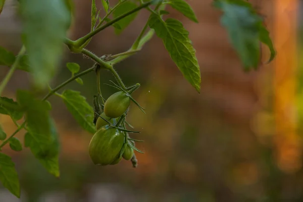 Closeup Zelená Rajčata Pěstování Skleníkových Rozmazané Pozadí Koncept Zemědělství — Stock fotografie