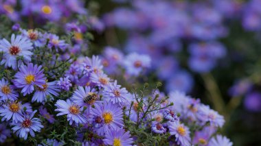 Küçük mor papatyalar, Erigeron. Bahçe çiçekleri doğal yaz arkaplanı. Bir çiçekte arı nektarı toplar..