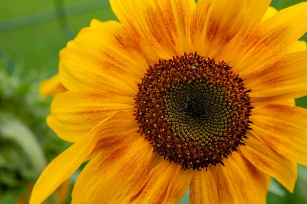 Sunflower natural background, Sunflower blooming, Sunflower oil improves skin health and promote cell regeneration,