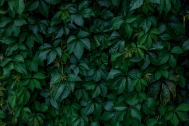 Yeşil ve sarı üzüm yapraklarıyla kaplı bir duvar. Doğal arkaplan